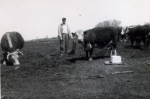 Paul Kohles and cattle.jpg